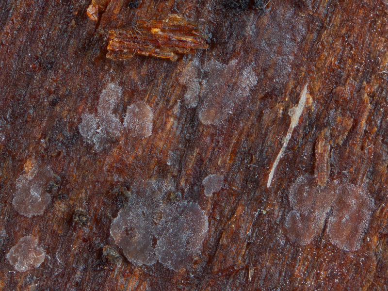 Ascocorticium anomalum Ascocorticium anomalum